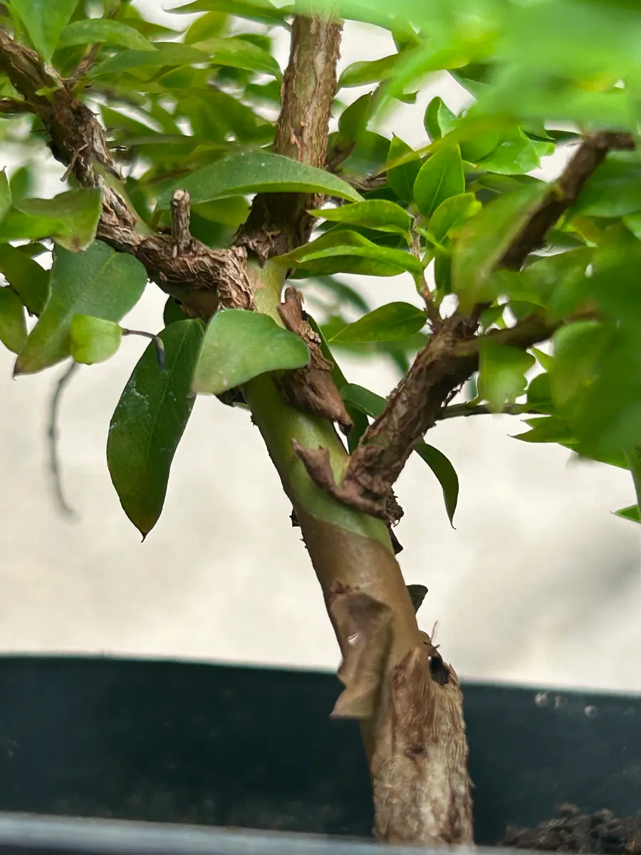 ミルシアリアの日記一覧|アウルの森さんの園芸日記-みんなの趣味