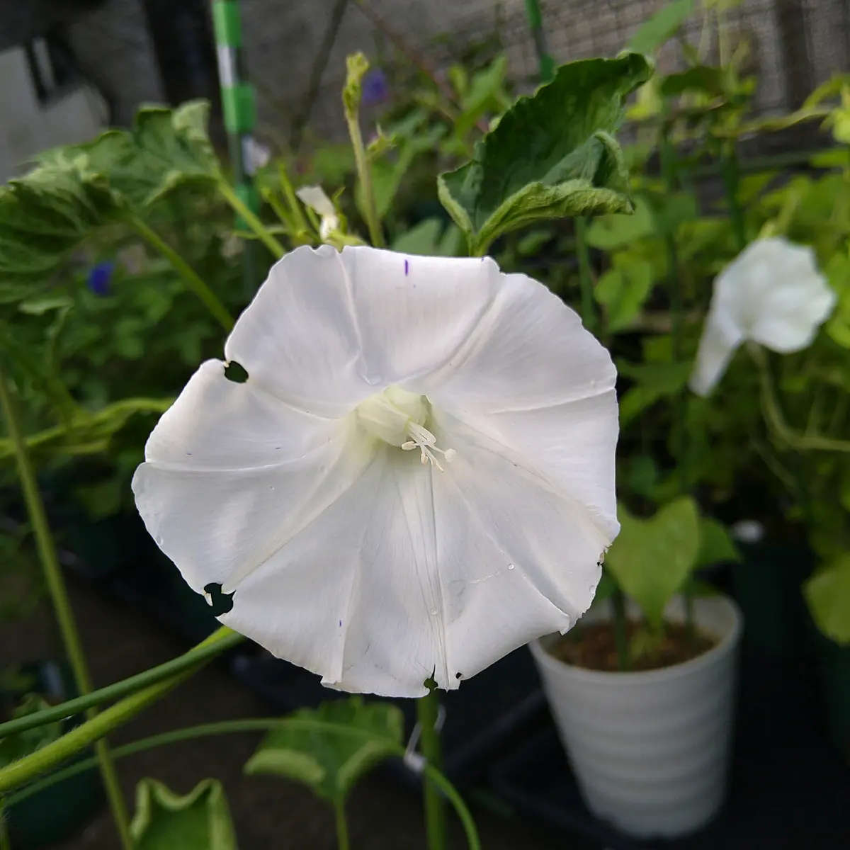 変化朝顔2025】今朝の朝顔｜園芸日記byformosana｜みんなの趣味の園芸