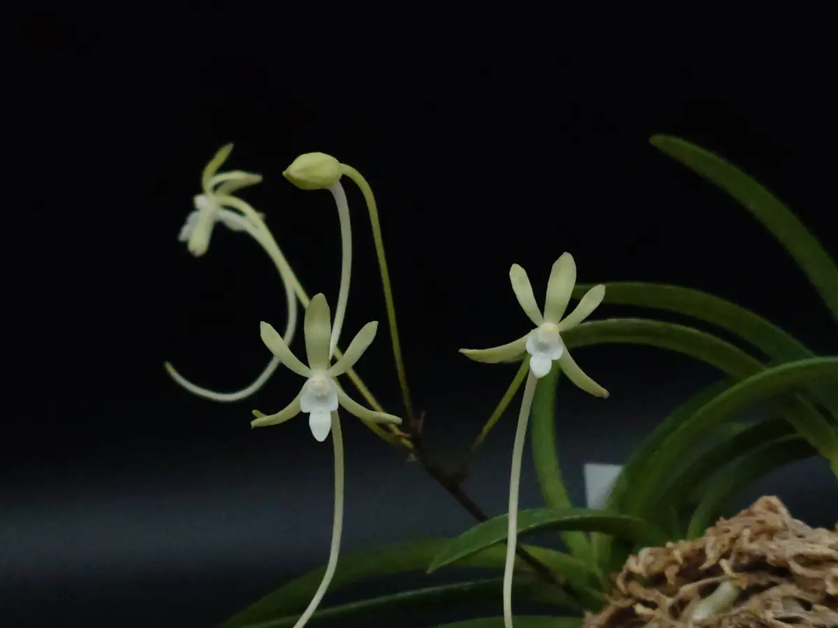 富貴蘭開花｜園芸日記byくず｜みんなの趣味の園芸｜1357956