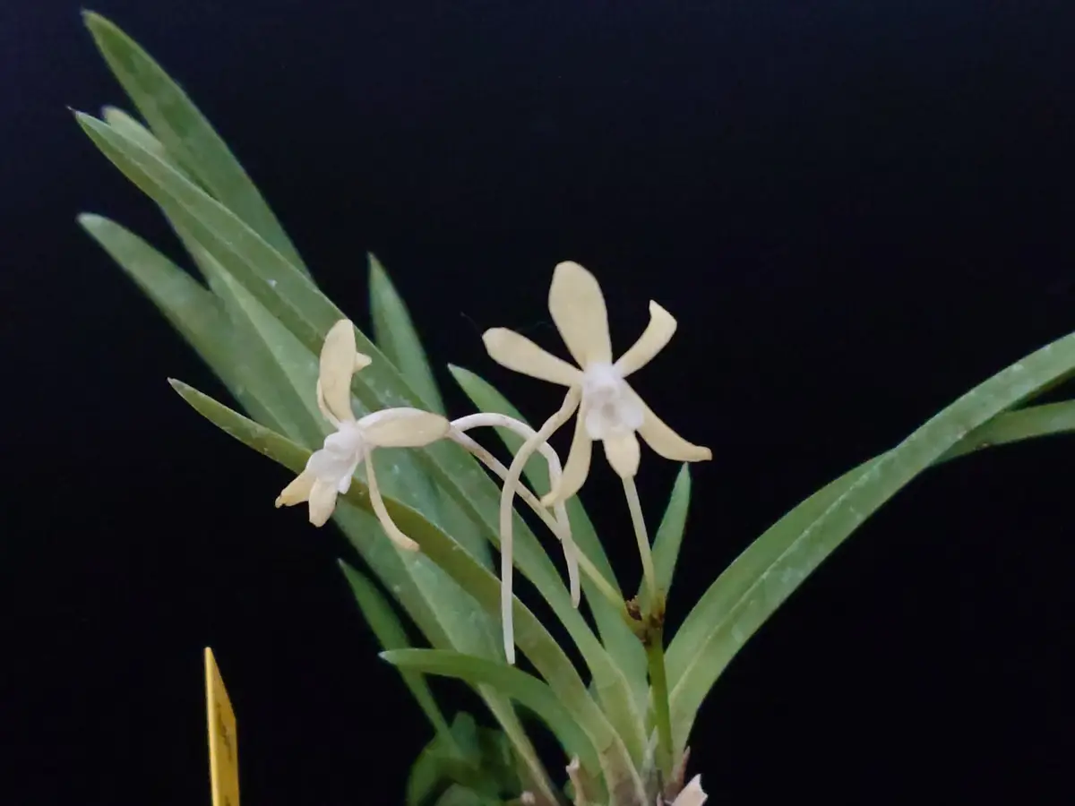 富貴蘭　恋心③(開花中) 富貴蘭開花｜園芸日記byくず｜みんなの趣味の園芸｜1357956