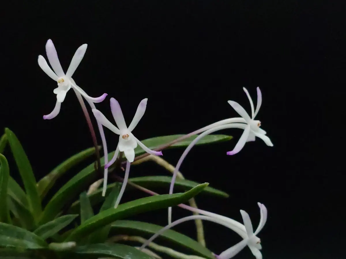 富貴蘭　恋心③(開花中) 富貴蘭開花｜園芸日記byくず｜みんなの趣味の園芸｜1357956