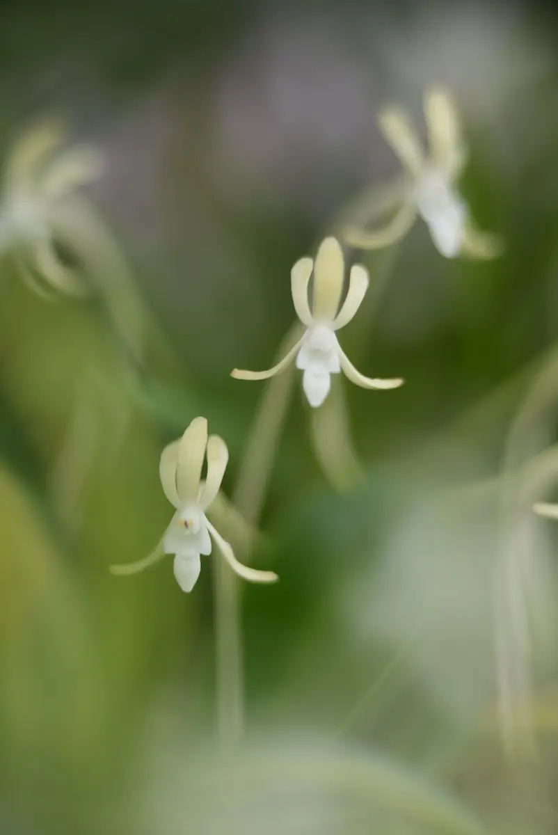 富貴蘭「緑三蝶」（開花株大株立ち） 富貴蘭 雫の蝶（割子 B） 富貴蘭「緑三蝶」（開花株大