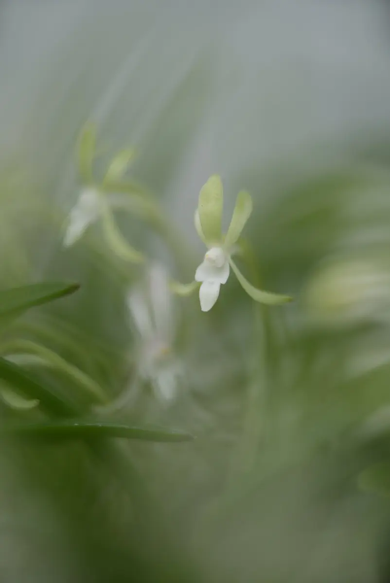 名品フウラン（緑龍）吊下げ式 緑花木]ハンギングが楽しい植物をご案内します（2021.6.29