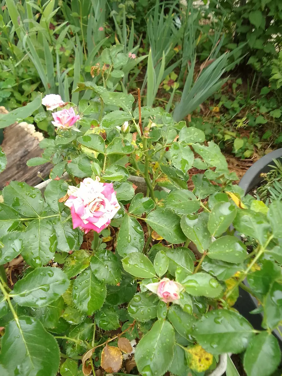 バラの二番花が(*^^*)｜園芸日記byカシワバアジサイ｜みんなの