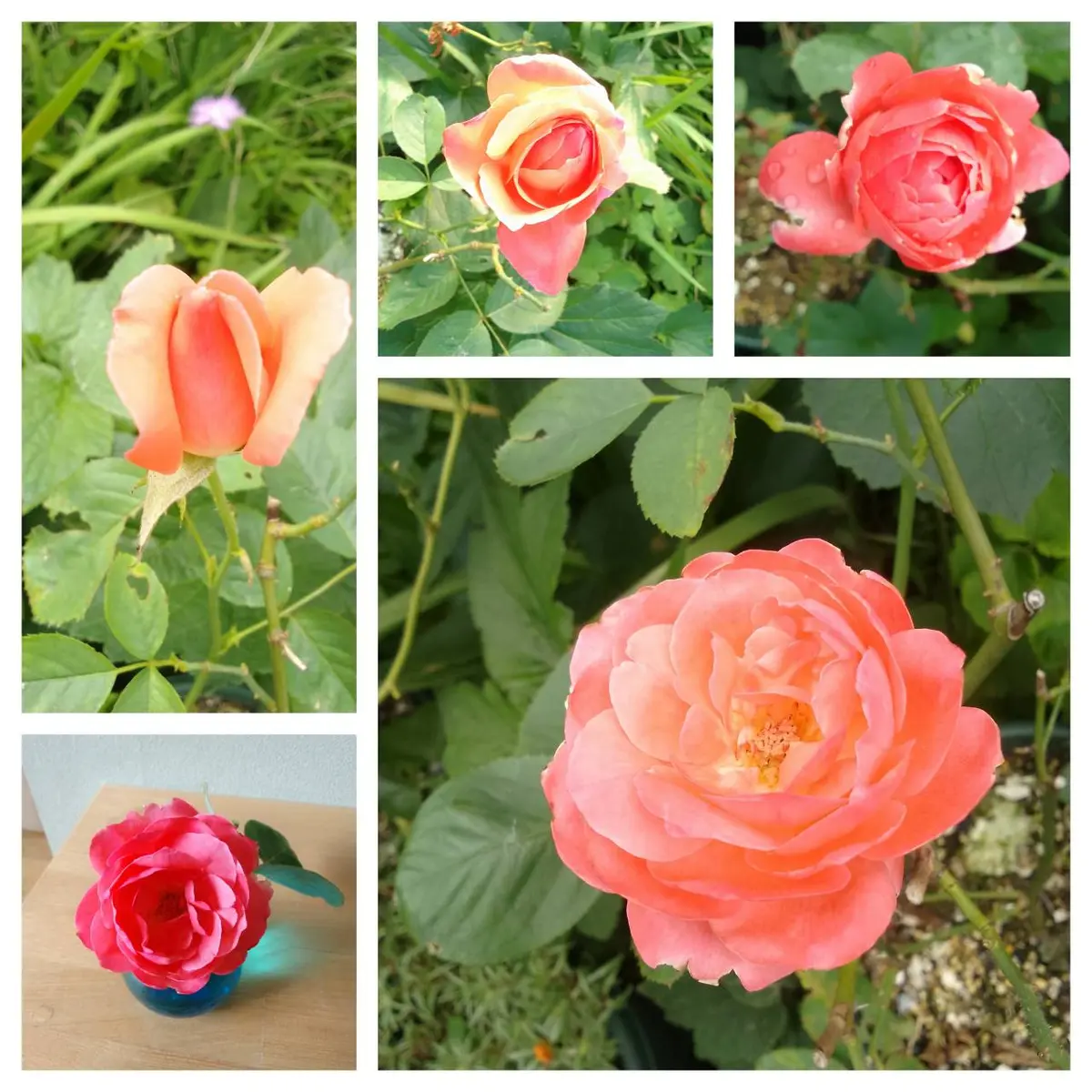 薔薇は バラの二番花が(*^^*)｜園芸日記byカシワバアジサイ｜みんなの