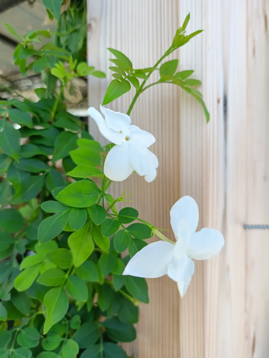 ジャスミンホワイトプリンセス、開花｜園芸日記by承美 芽依｜みんなの