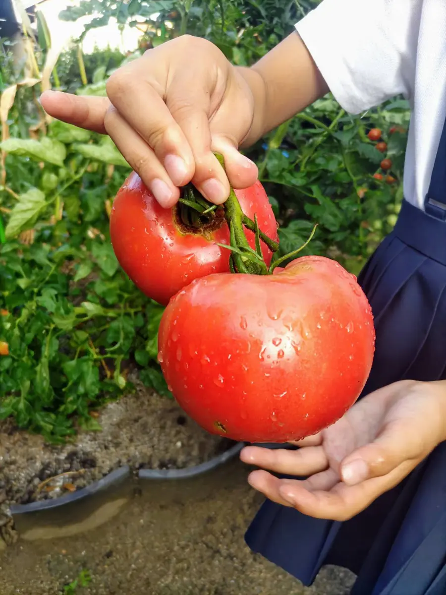 野菜園芸大百科　トマト 大玉トマト🍅｜園芸日記byさきっち｜みんなの趣味の園芸｜1358231