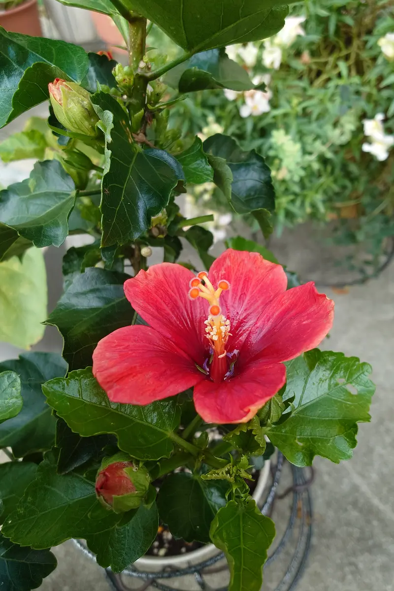 やっと咲いたハイビスカス🌺｜園芸日記byぽよぽよくるみ｜みんなの趣味