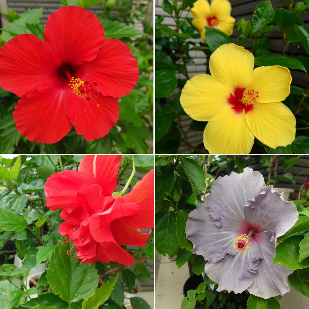 やっと咲いたハイビスカス🌺｜園芸日記byぽよぽよくるみ｜みんなの趣味