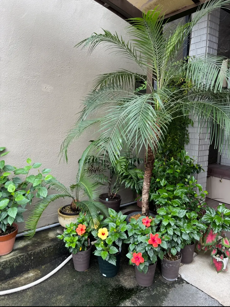 ソテツ 観葉植物 白鉢 約100cm 10号　現品　新芽が出てきました。 ソテツ 観葉植物 白鉢 約100cm 10号現品新芽が出てきました。