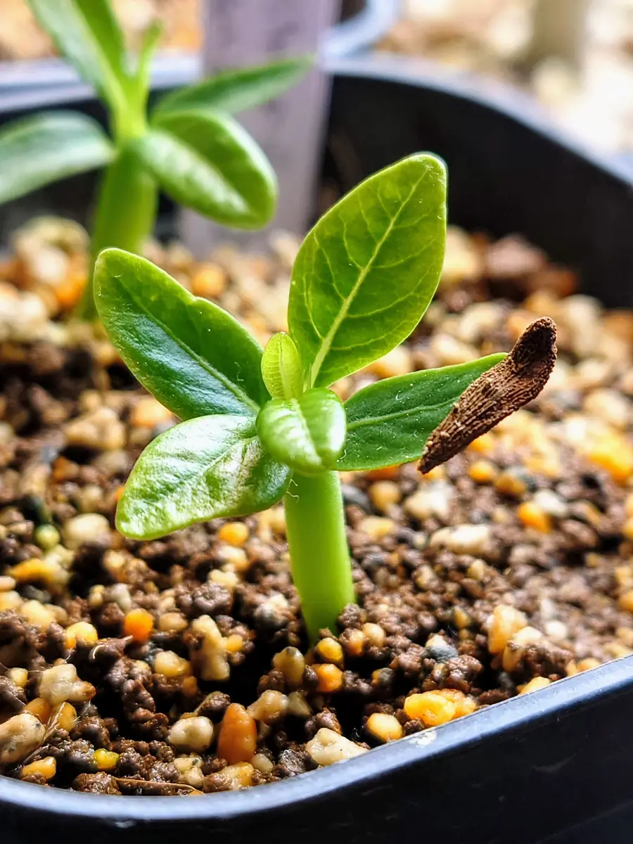 アンボンゲンセ 8株セット アンボンゲンセ 8株セット 【公式通販】