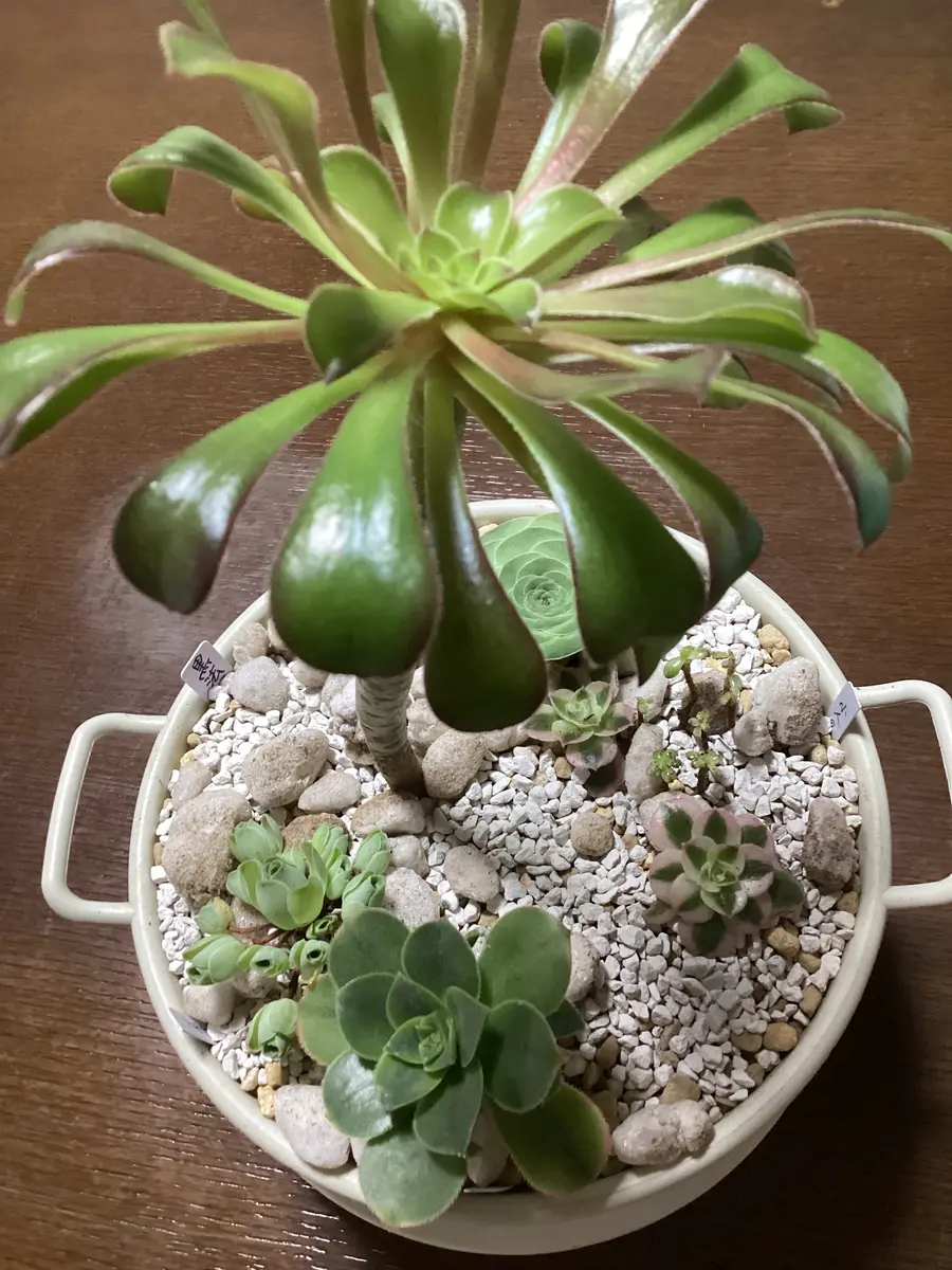 アエオニウムの寄せ植え作ってみました。｜園芸日記by和と洋｜みんなの