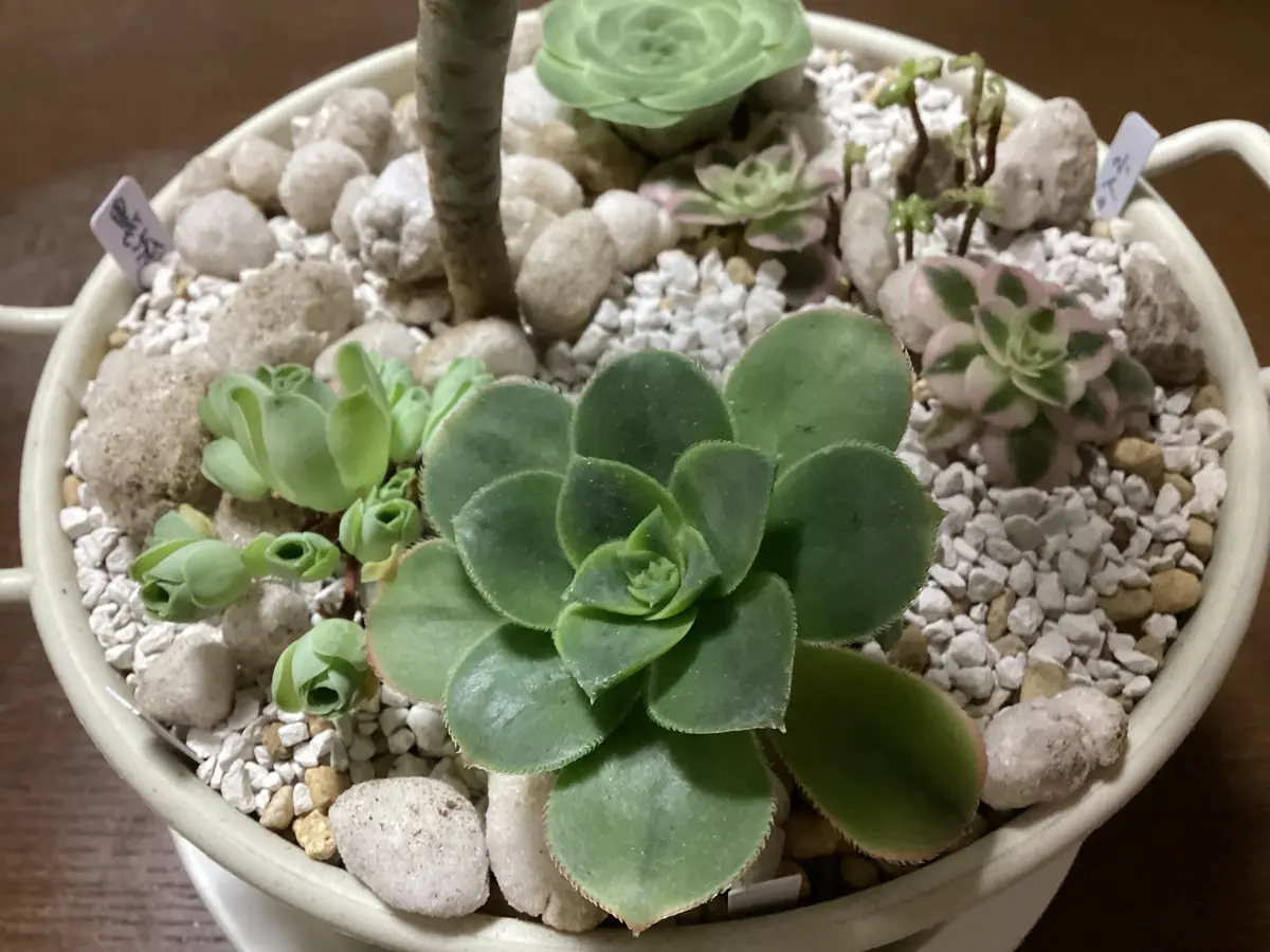 アエオニウムの寄せ植え作ってみました。｜園芸日記by和と洋｜みんなの