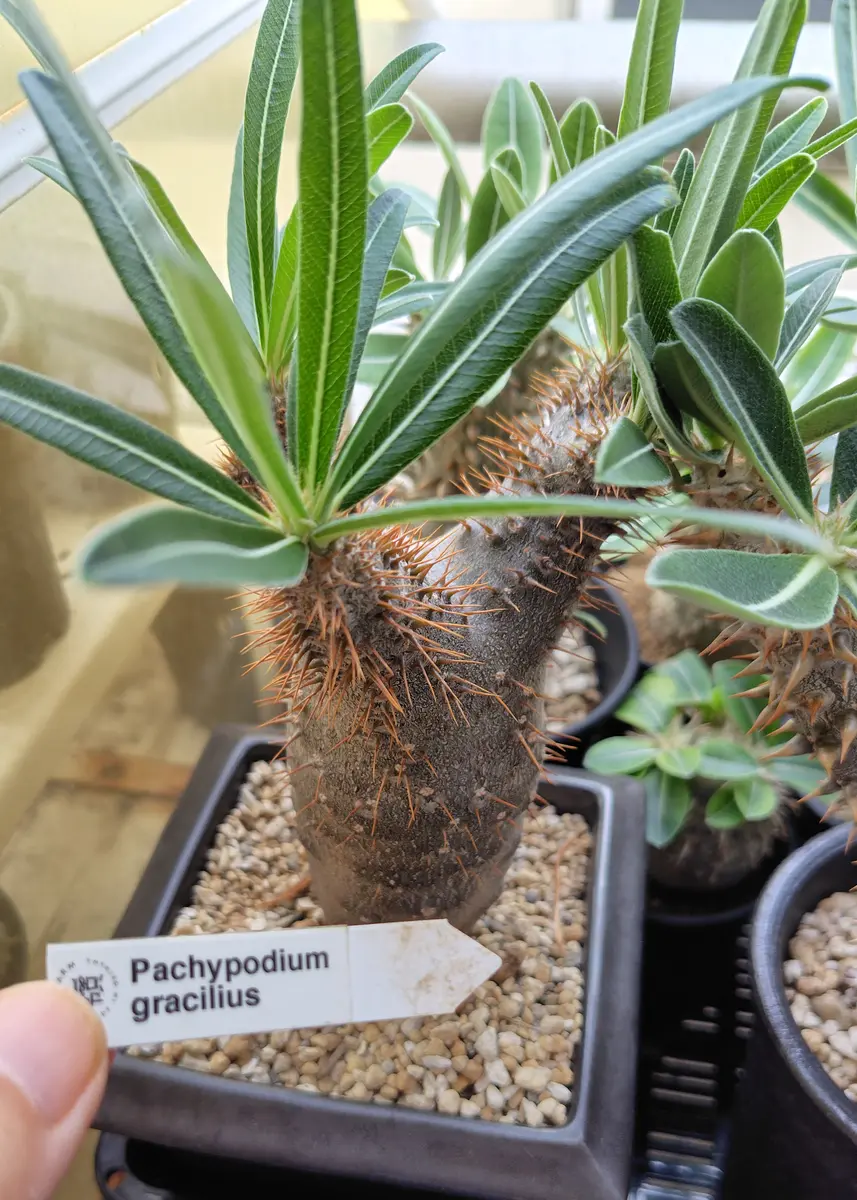 夏を喜んでいる塊根植物 パキポディウム｜園芸日記byアザラシ大好き