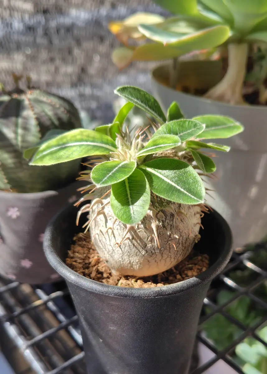 夏を喜んでいる塊根植物 パキポディウム｜園芸日記byアザラシ大好き