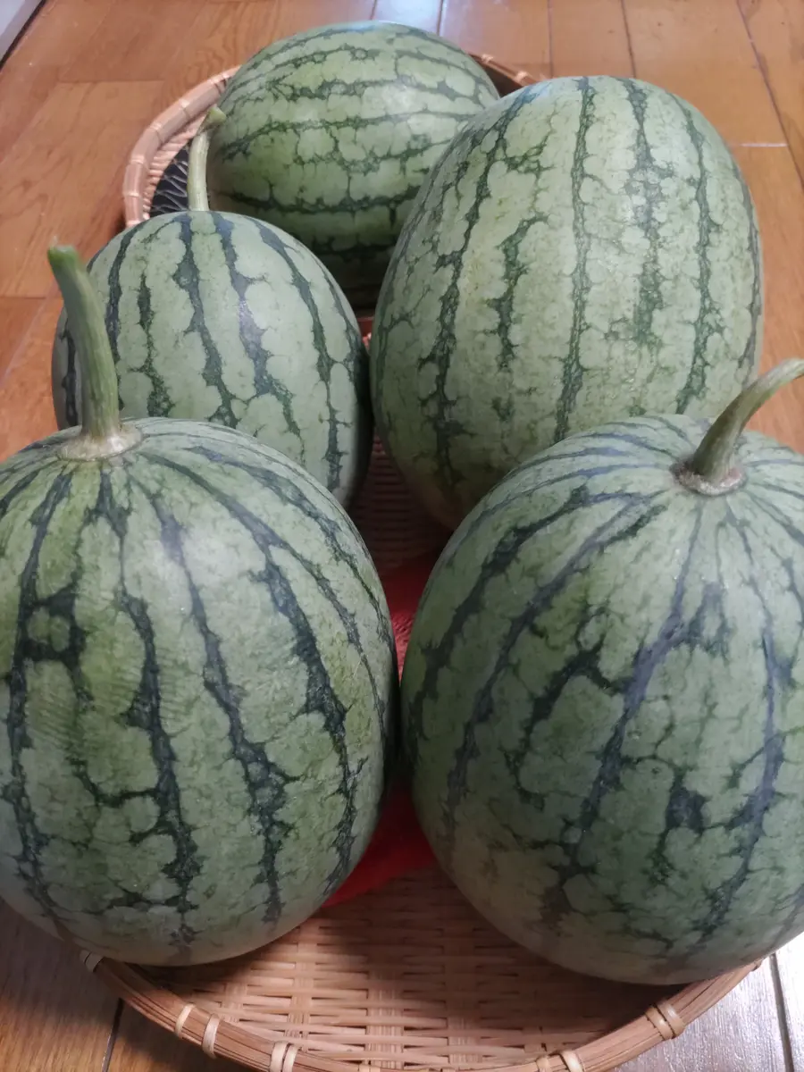 ２・・echowu1110・ピノガール スイカのピノガール🍉、収穫‼️｜園芸日記byウメバチソウ