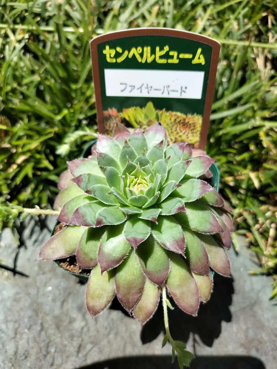 センペルビウムさん再び】｜園芸日記byちかえもん｜みんなの趣味の園芸
