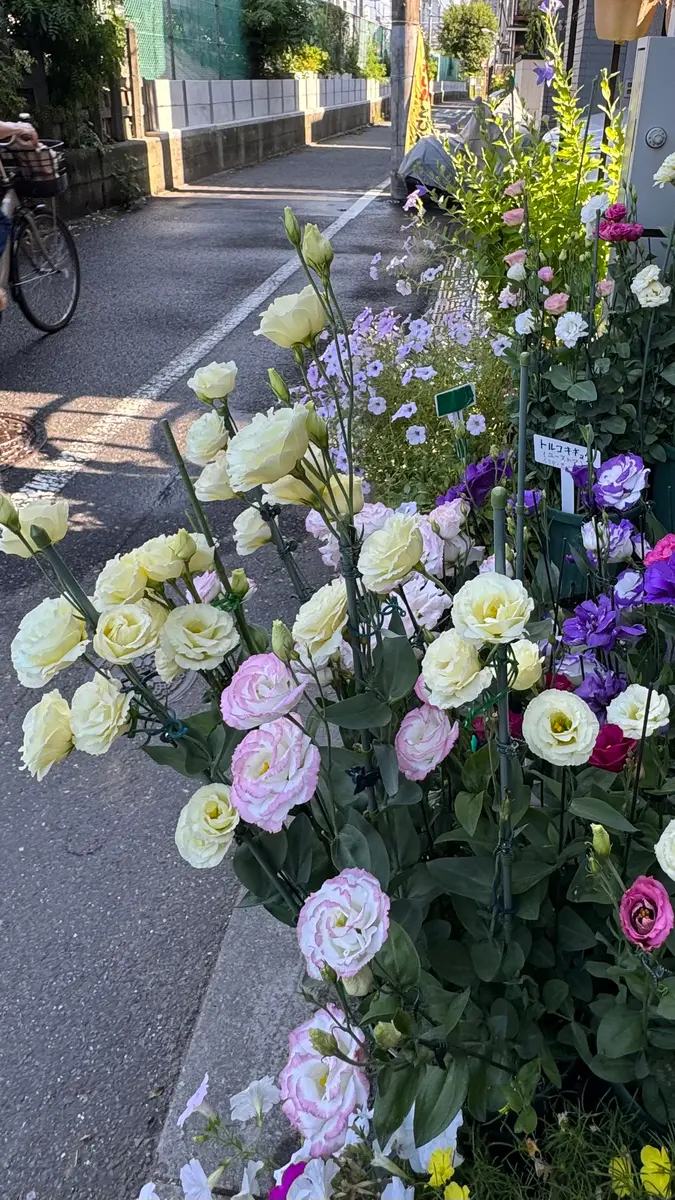 花摘みの連作 花摘みの連作