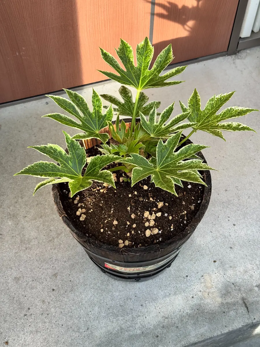 植替え】ヤツデ（スパイダーウェブ）｜園芸日記by園芸好きなあきぽん
