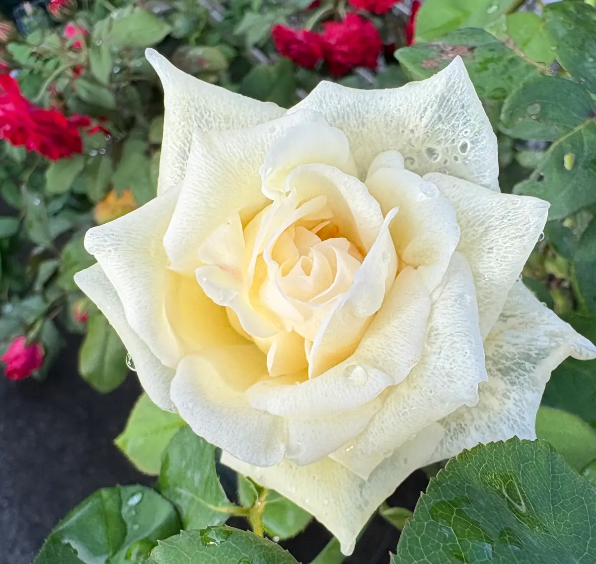 薔薇は 12輪の赤薔薇とサクラ-かすみ