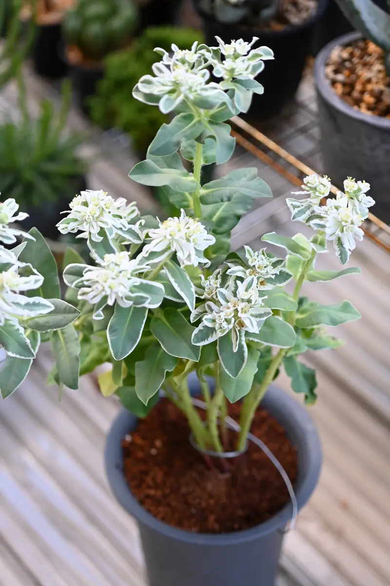ユーフォルビア_初雪草・氷河｜園芸日記by金属イグアナ｜みんなの趣味