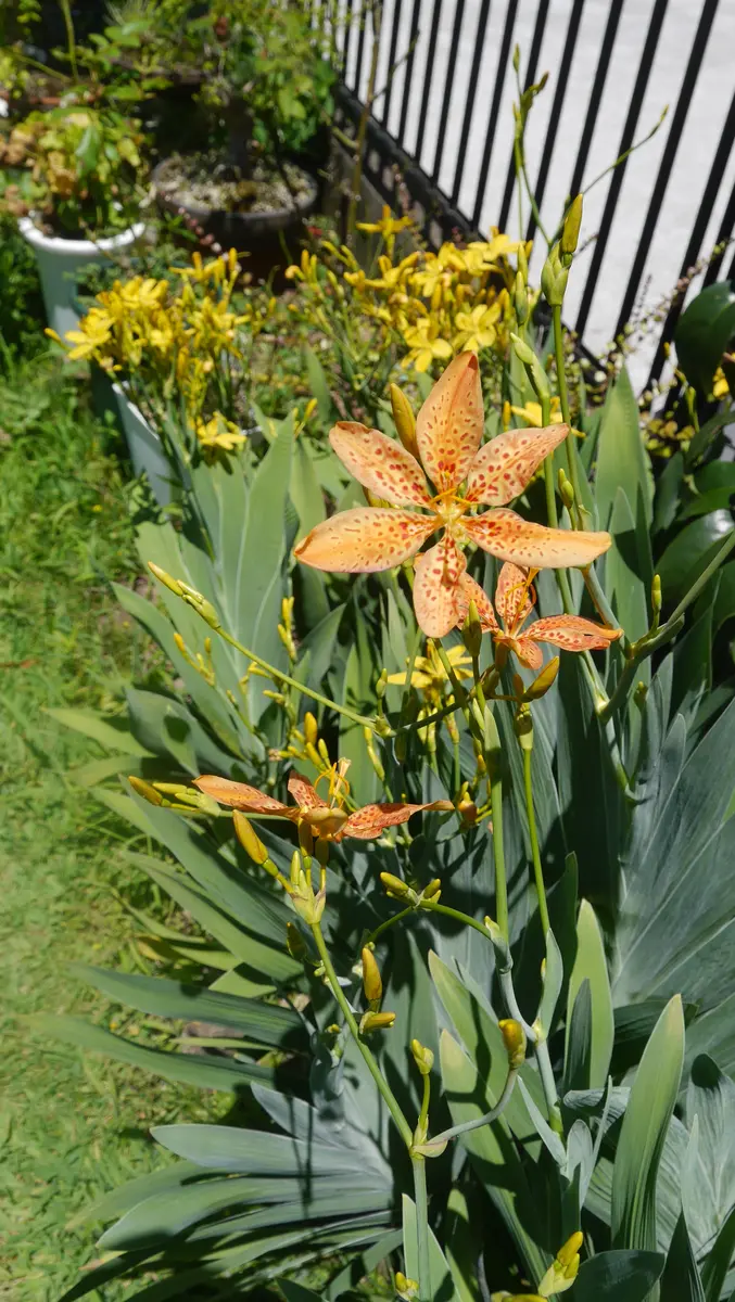 ヒオウギの日記一覧|shinji70さんの園芸日記-みんなの趣味の園芸