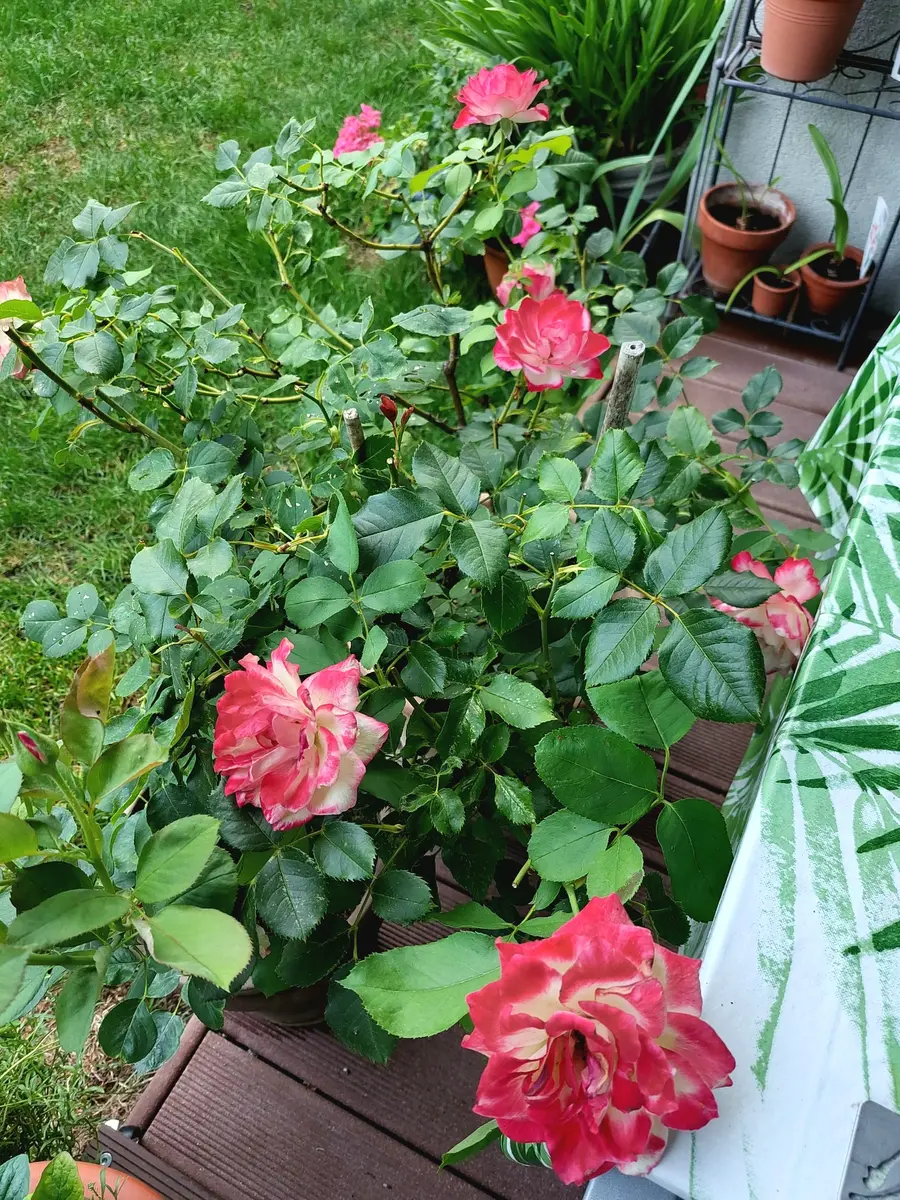 二番花の薔薇の様子🌹｜園芸日記byIrisGarden｜みんなの趣味の
