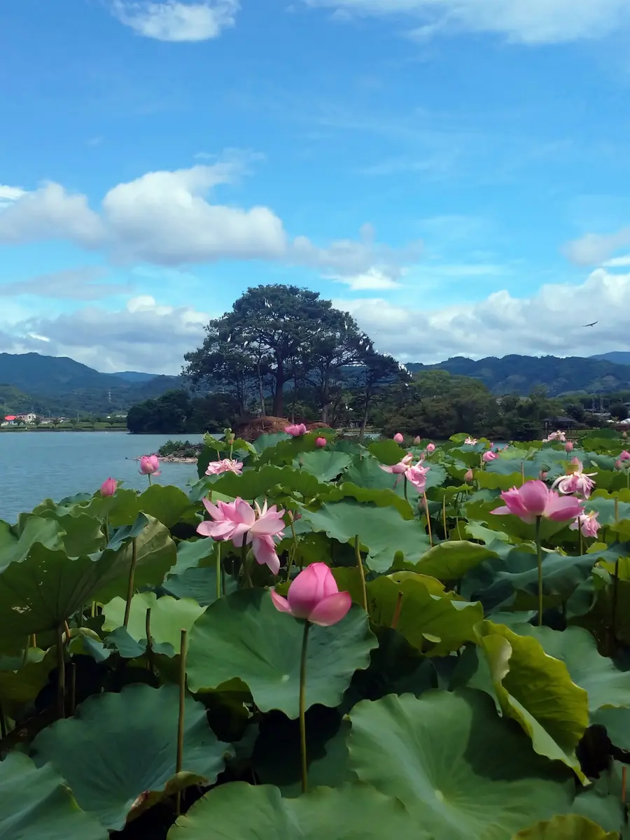 ハス【平池緑地公園】｜園芸日記bymtaka｜みんなの趣味の園芸