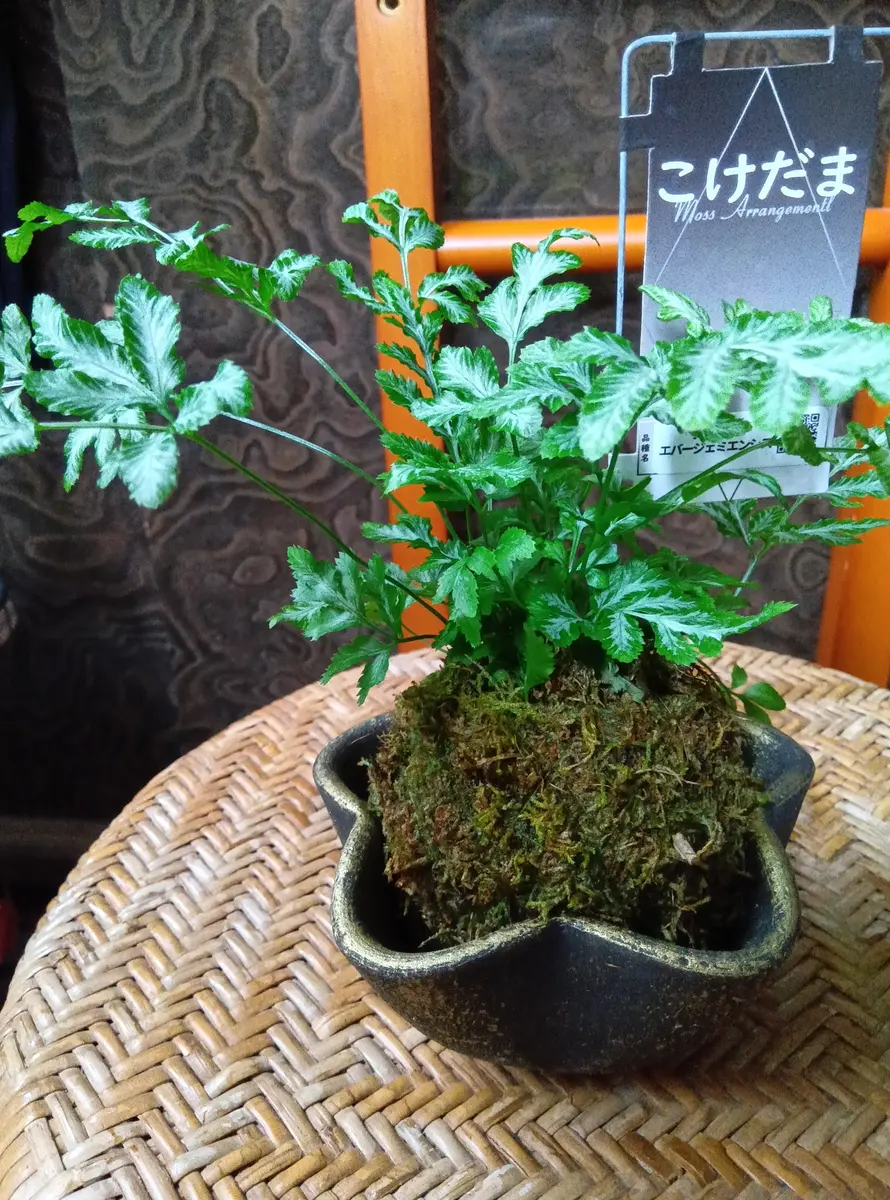 苔玉・苔 puyozou 苔玉・苔 puyozou 楽天市場】（観葉植物）苔玉