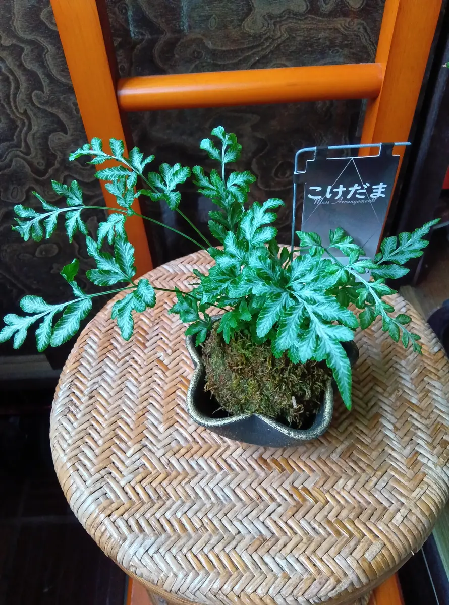 苔玉と苔玉もどき🌿｜園芸日記byいわきょん｜みんなの趣味の園芸｜1359519