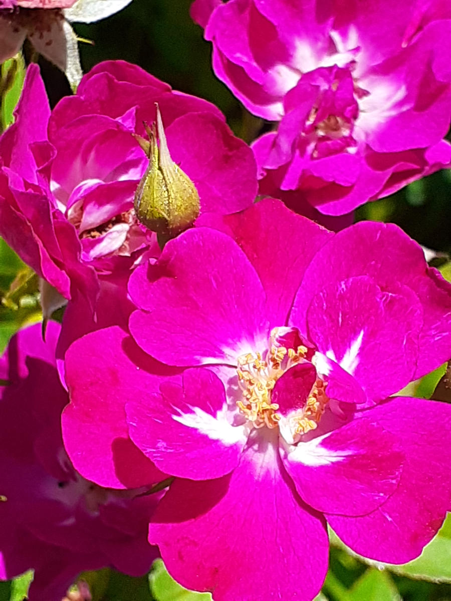 庭のお花🎶｜園芸日記byメドラ｜みんなの趣味の園芸｜1359606