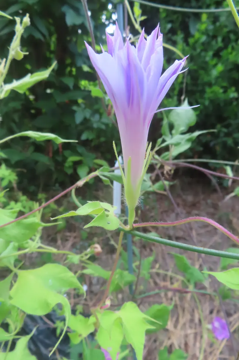 変化朝顔の苗★古代紫覆輪咲✭つぼみ付き開花苗一苗 変化朝顔 つぼみを｜園芸日記by菊一｜みんなの趣味の園芸｜1359675