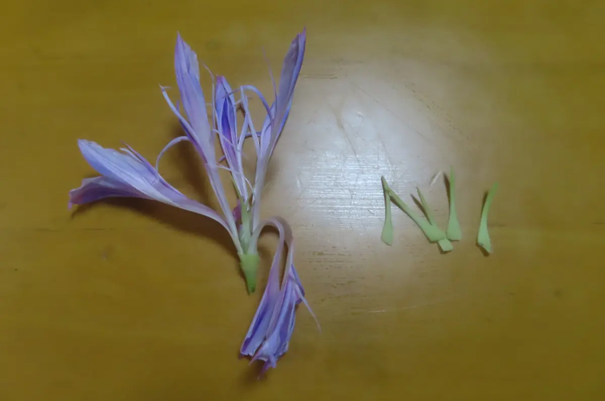 変化朝顔 つぼみを｜園芸日記by菊一｜みんなの趣味の園芸｜1359675