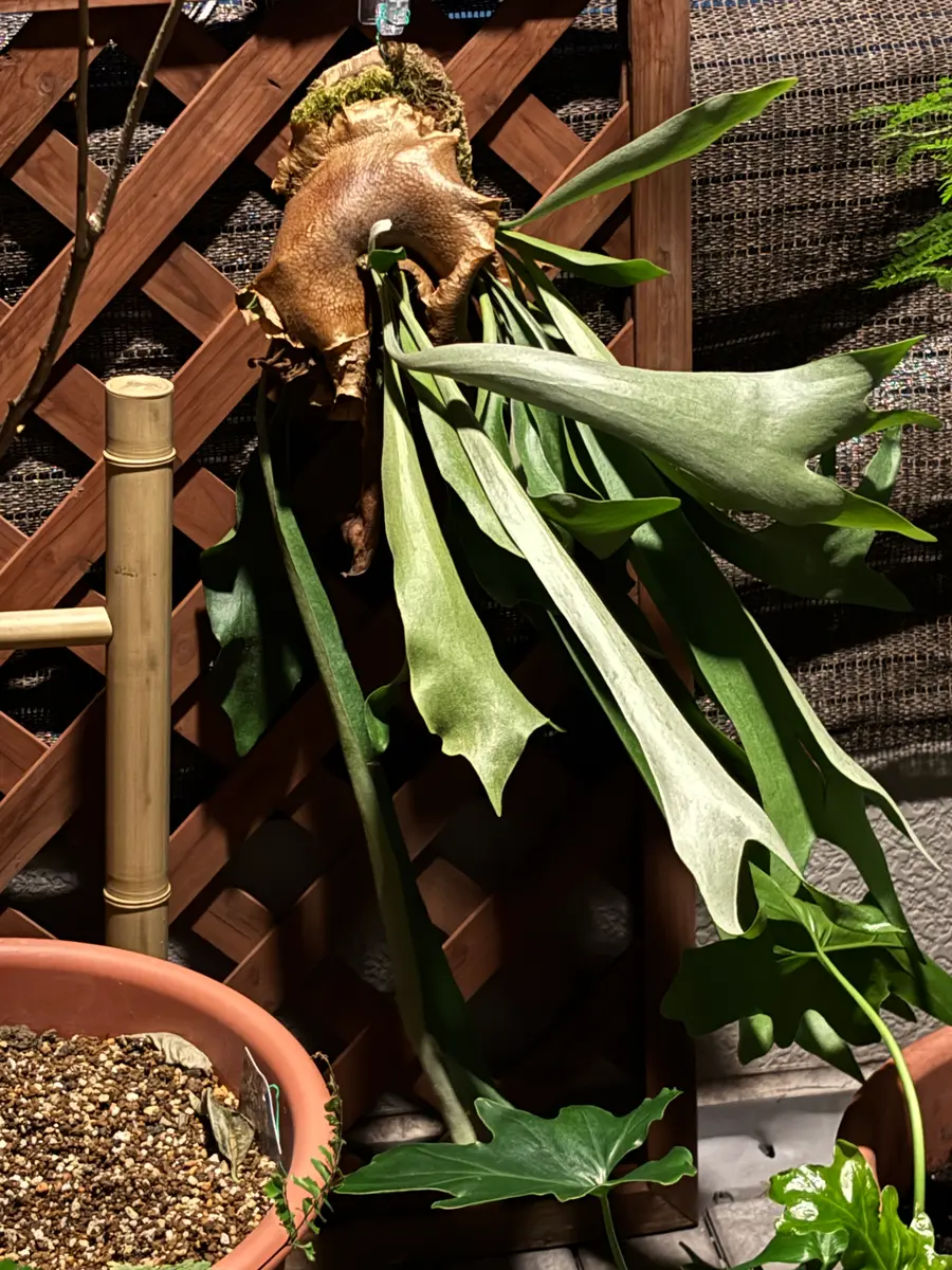 植物で呑む｜園芸日記byKUNI.｜みんなの趣味の園芸｜1359681