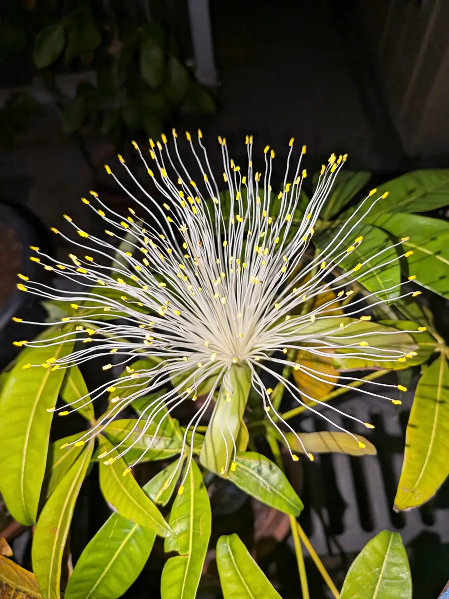 2年前に接ぎ木をしたパキラが咲き始めました。｜園芸日記