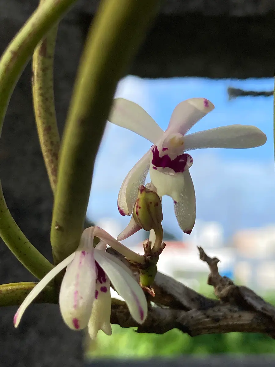 ボウラン白斑白花 ボウランとコウトウシラン｜園芸日記bymikatan｜みんなの趣味の