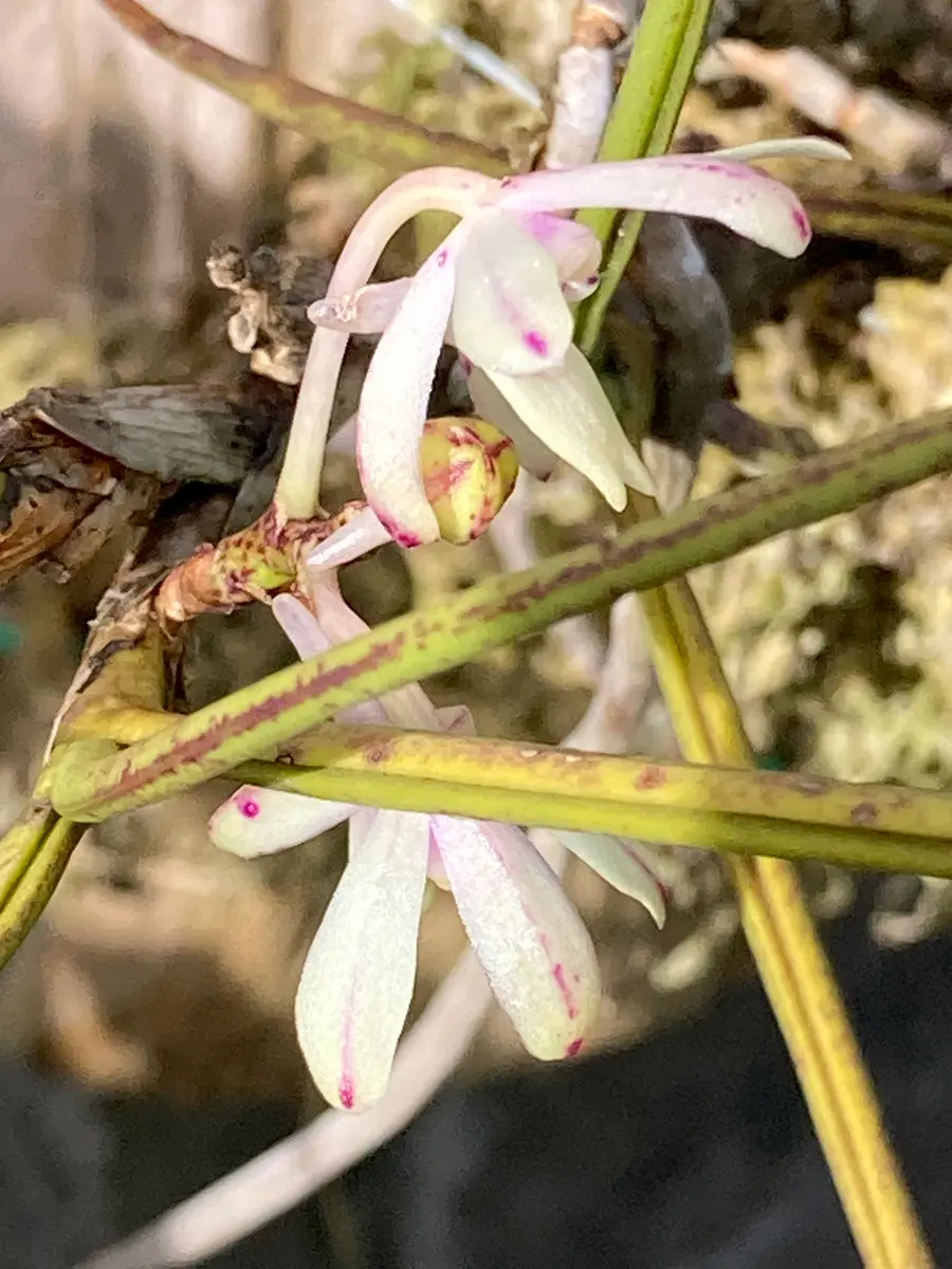 ボウランとコウトウシラン｜園芸日記bymikatan｜みんなの趣味の