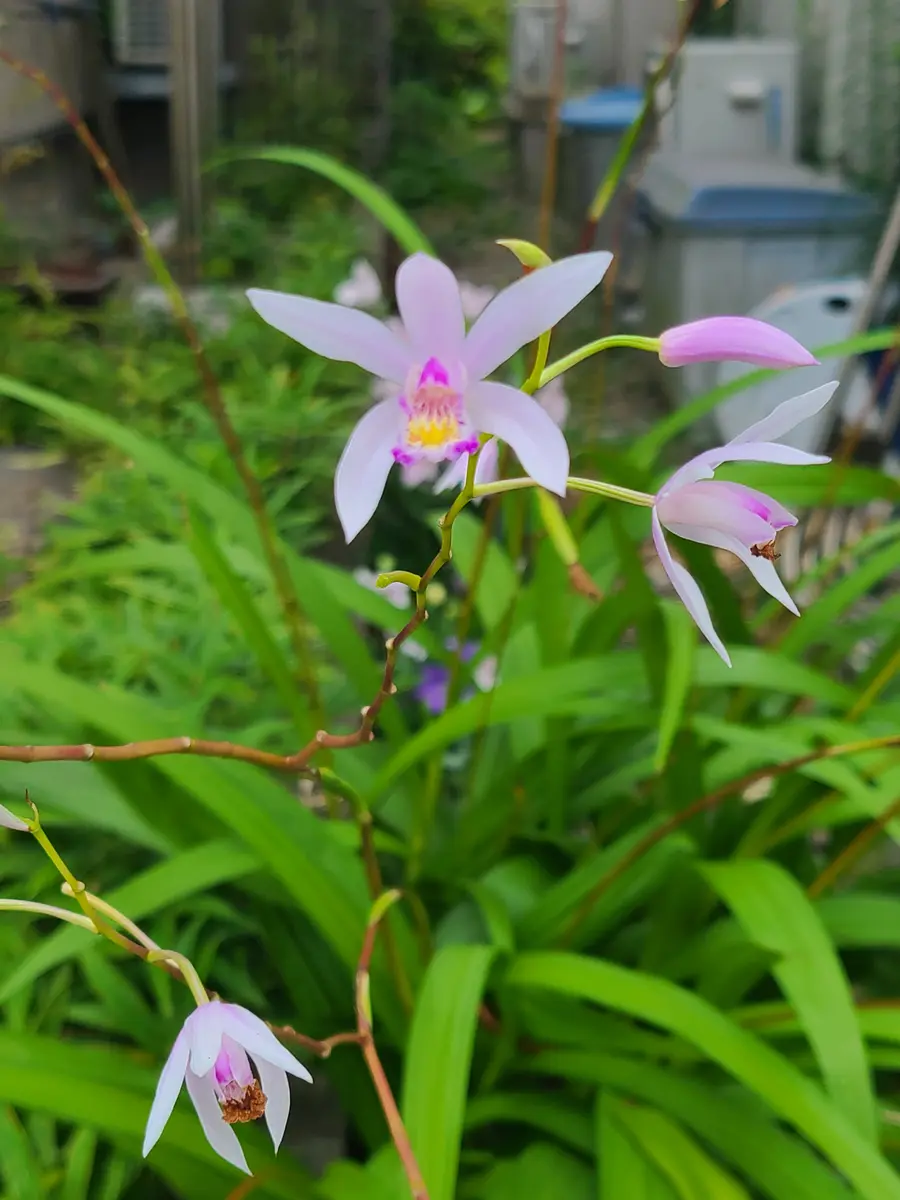 チワワのばあちゃんさんの園芸日記-みんなの趣味の園芸