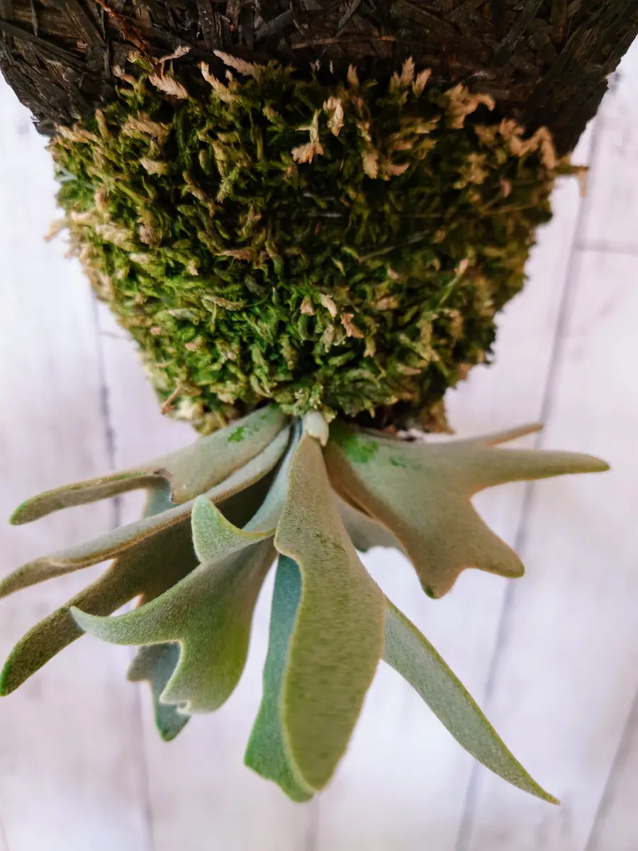 胞子付き胞子葉 　20品種セット 胞子葉がわさわさしてきた、ビカクシダ・ウィリンキー・Nanoスポアさん