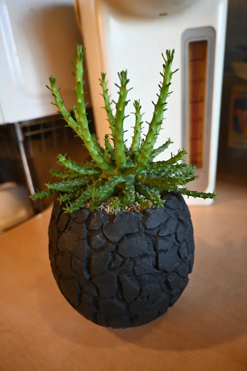 ゴルゴニスの植え替え｜園芸日記by金属イグアナ｜みんなの趣味の園芸