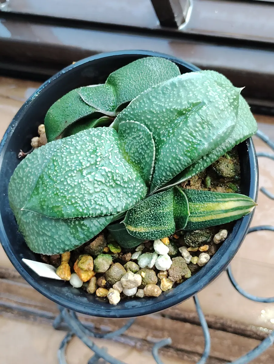 臥牛に斑入りの葉が出ました🌿｜園芸日記by塔ノ岳｜みんなの趣味の園芸