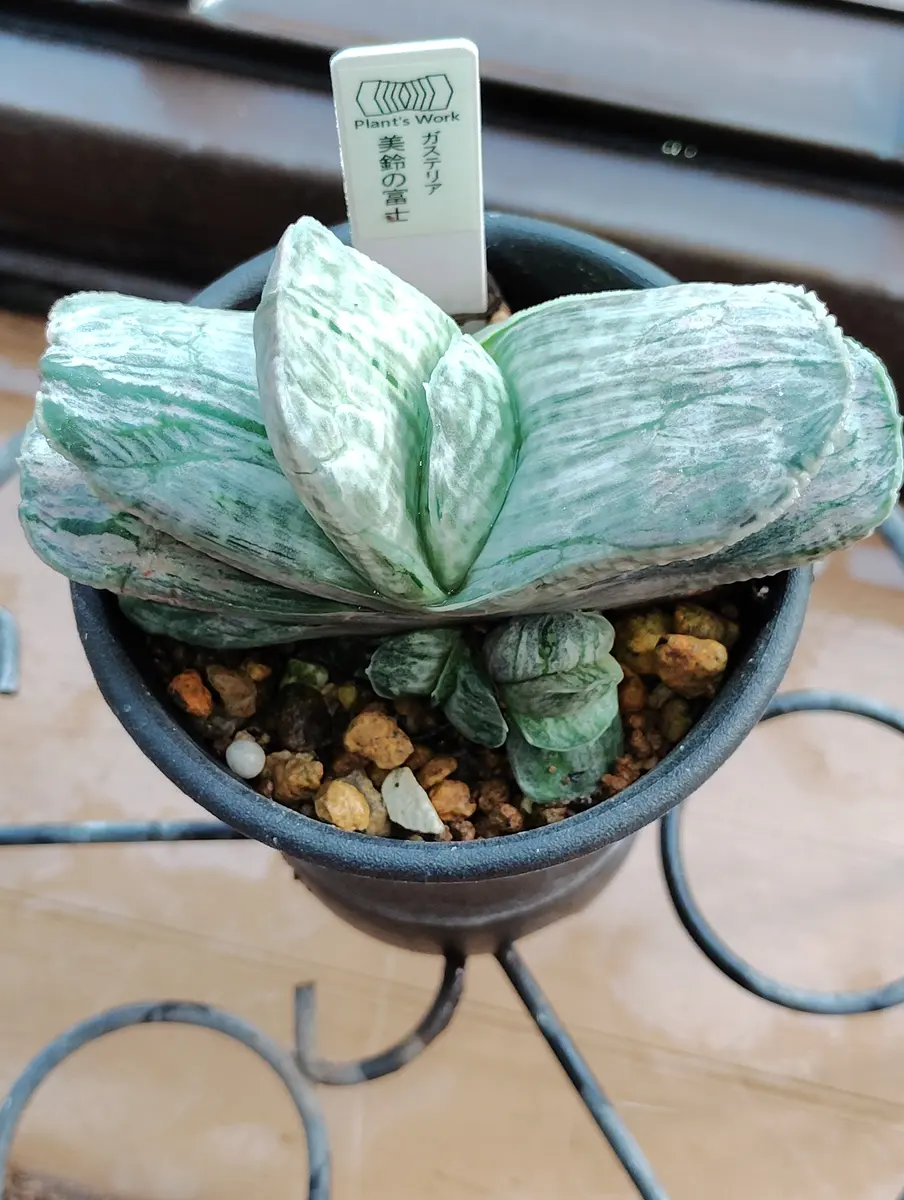 臥牛に斑入りの葉が出ました🌿｜園芸日記by塔ノ岳｜みんなの趣味の園芸