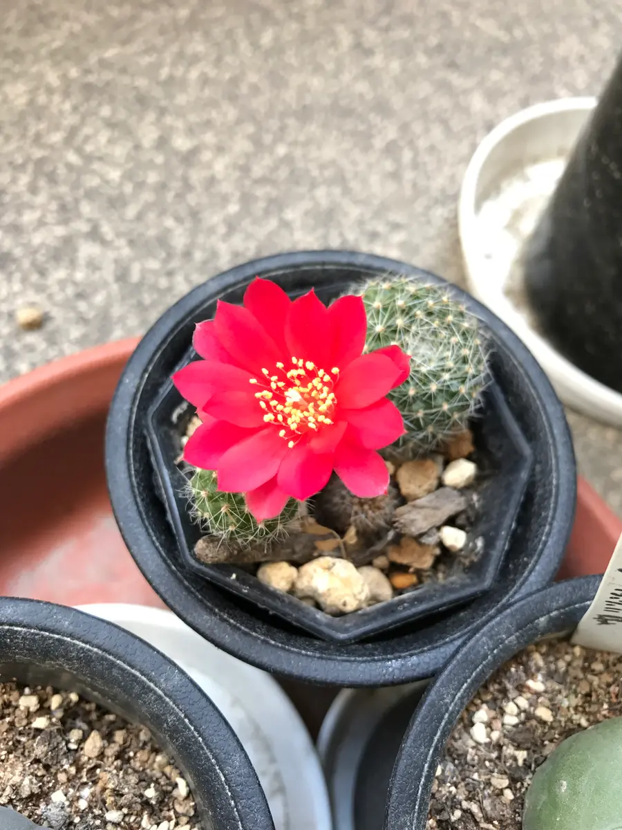 花サボテン　レブチア　宝山　抜き苗 振り返り レブチア宝山｜園芸日記byさすらふ花好き｜みんなの