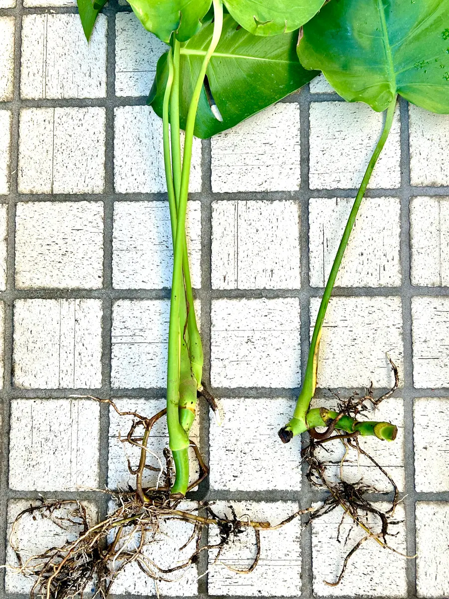 つねりん オルゴナイト　モンステラ型　4点 モンステラ 挿し木｜園芸日記byスターリットスカイ｜みんなの