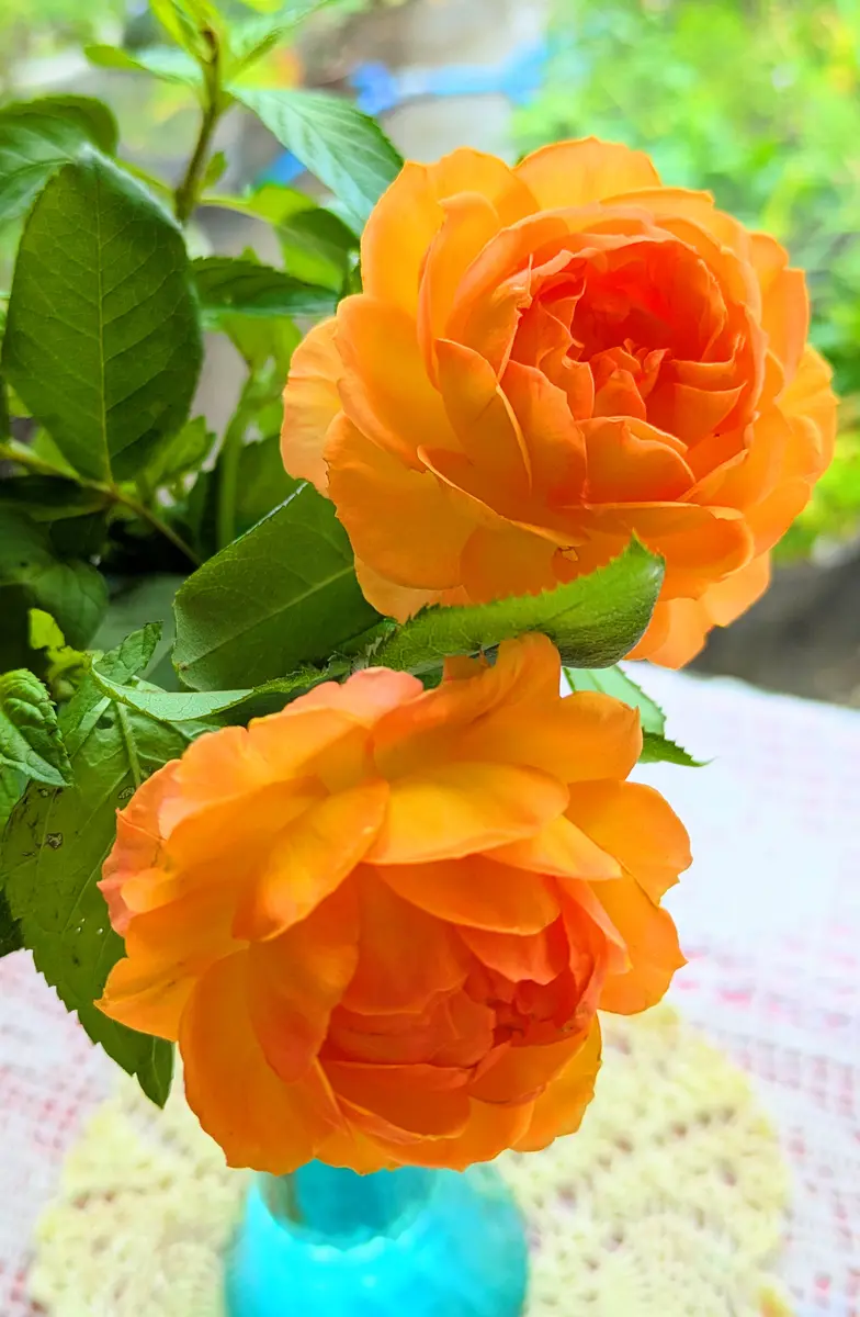 カップ咲きオレンジの挿し木の薔薇｜園芸日記byハコベラ｜みんなの趣味