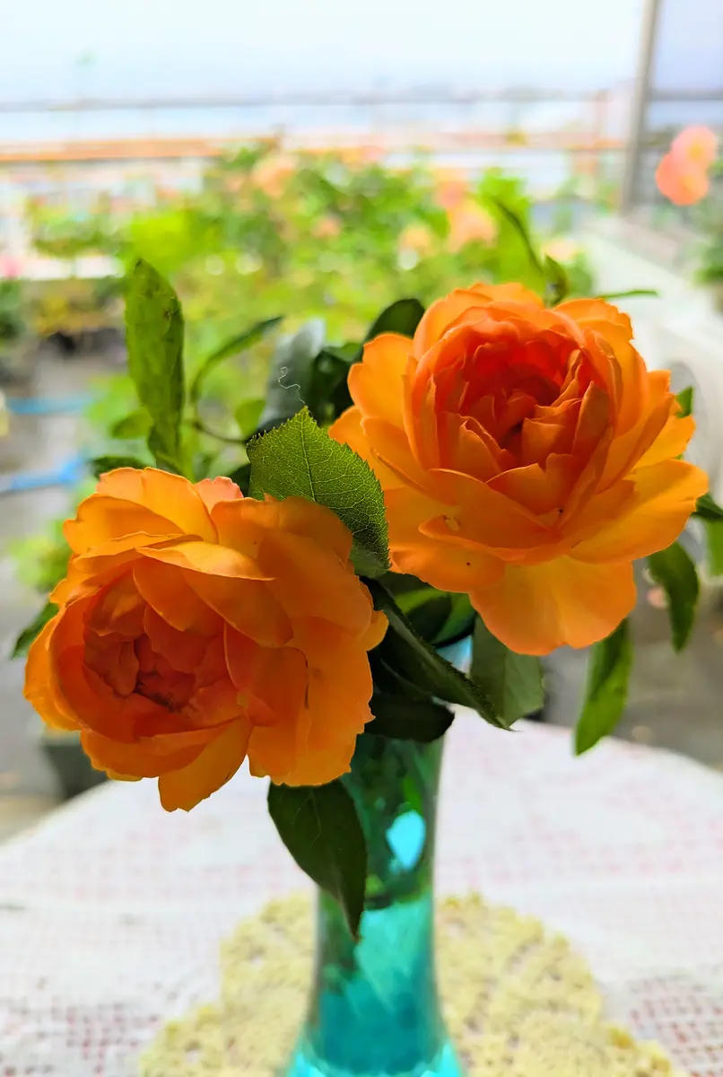 カップ咲きオレンジの挿し木の薔薇〔写真2枚目〕-ハコベラさんの日記