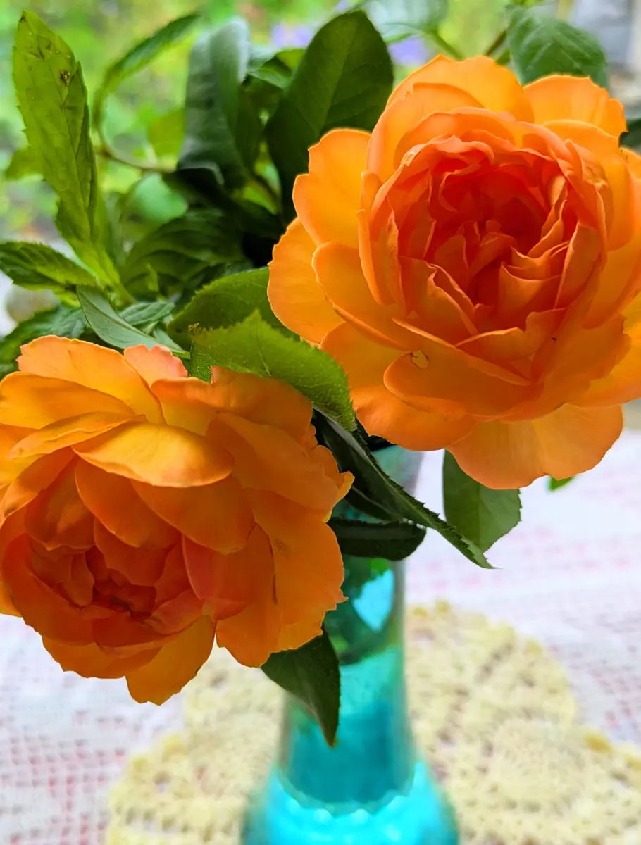 カップ咲きオレンジの挿し木の薔薇〔写真3枚目〕-ハコベラさんの日記