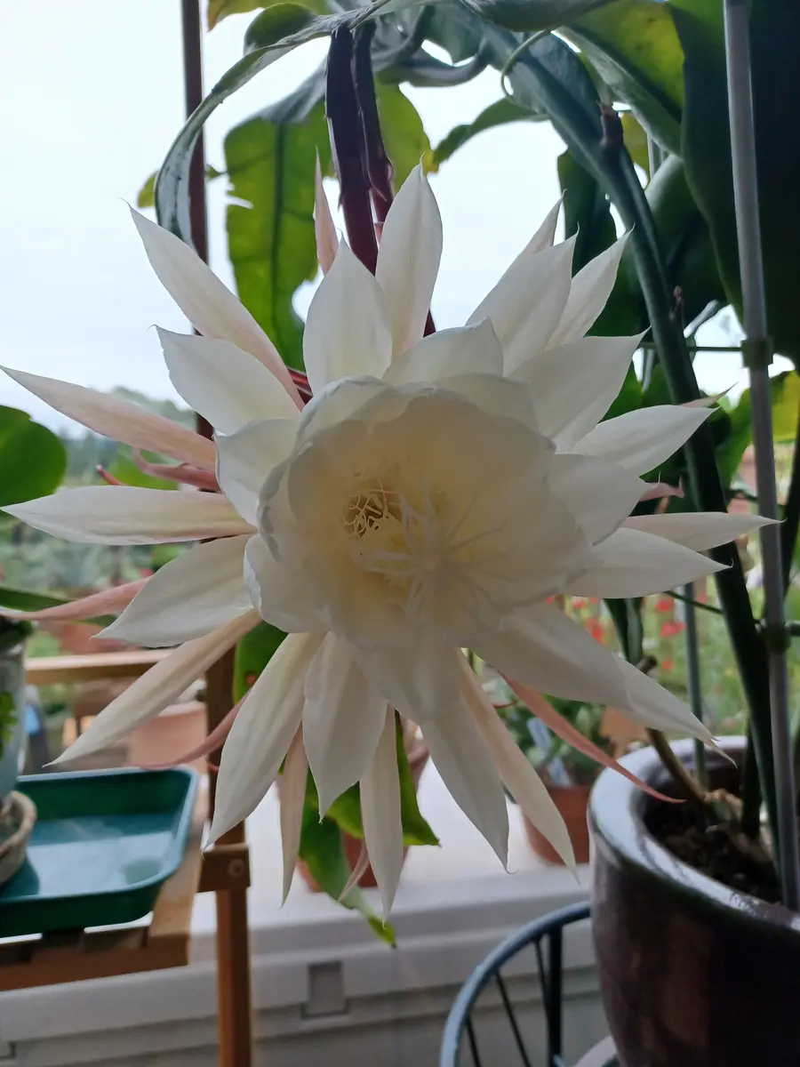 開花株 10年物の大株】月下美人 9/13つぼみ3個