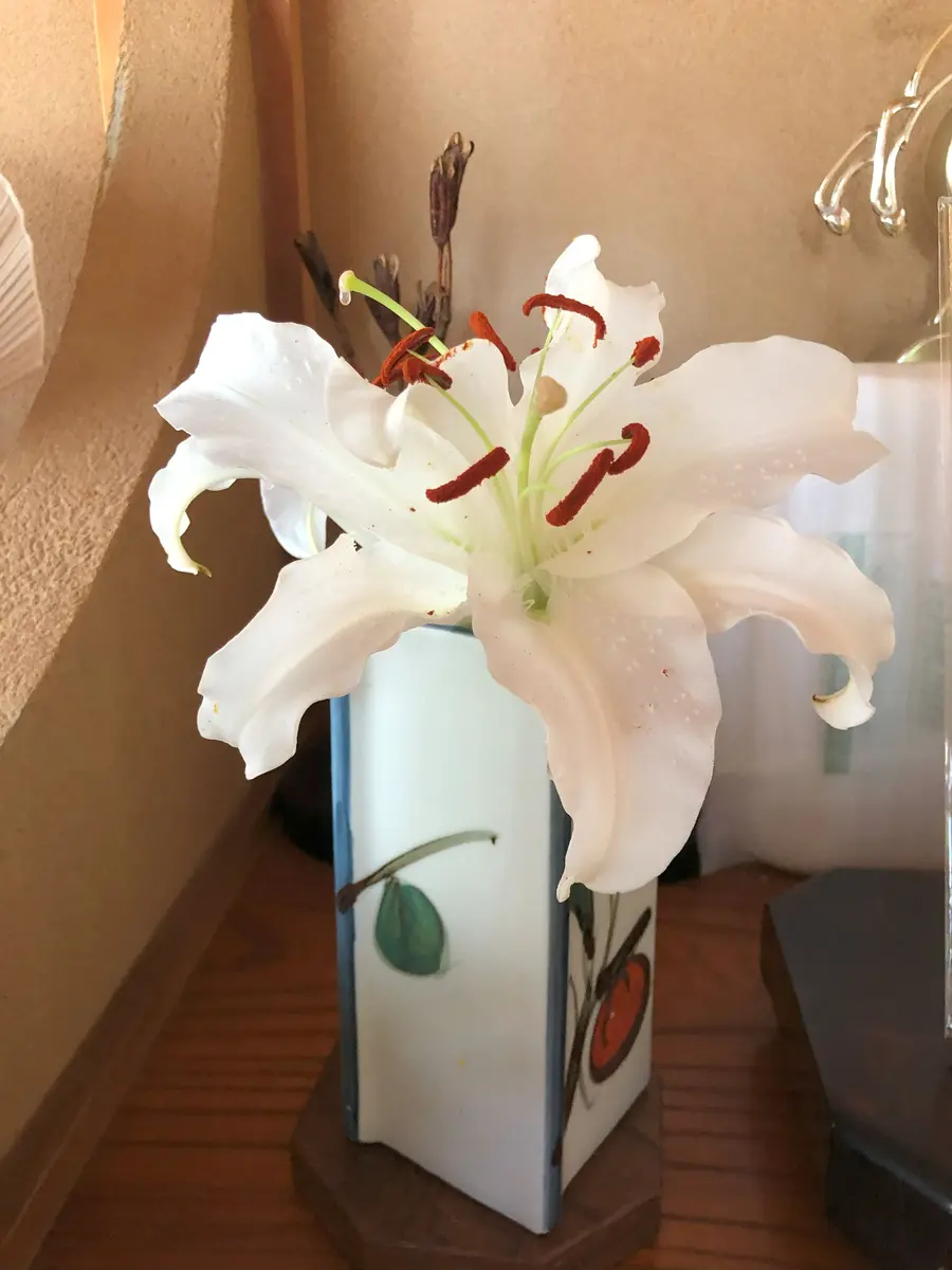 カサブランカ最後の楽しみ｜園芸日記byrankumi｜みんなの趣味の