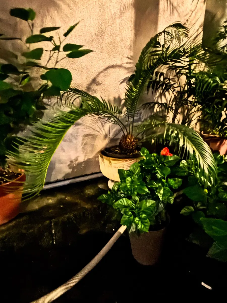 サイカスレボルタの日記一覧|KUNI.さんの園芸日記-みんなの趣味の園芸